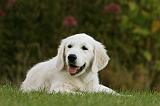 GOLDEN RETRIEVER 935